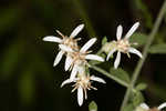 Toothed whitetop aster 